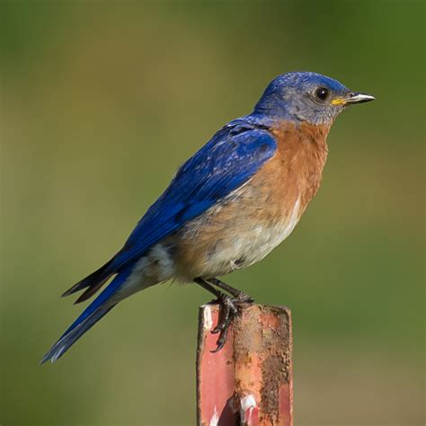 Blue Bird